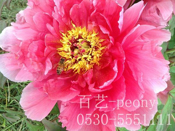 牡丹苗催花有哪些技術要領
