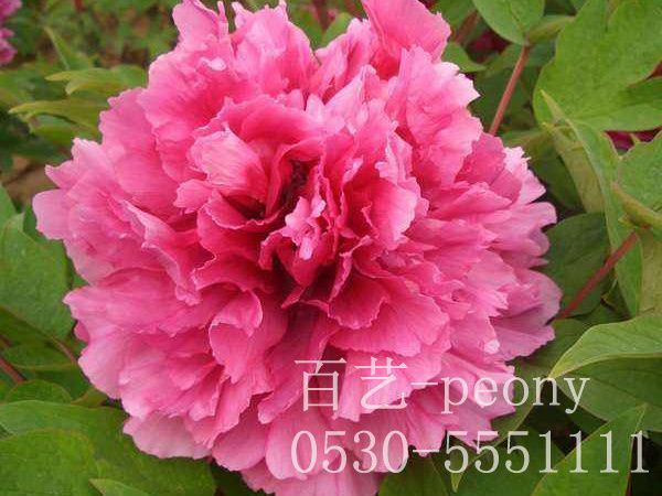 春季應(yīng)該怎么對牡丹苗澆水